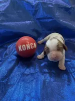 AKC Champ 3, a male Cavalier King Charles Spaniel for sale in Dime Box, TX – Photo 3 of 3