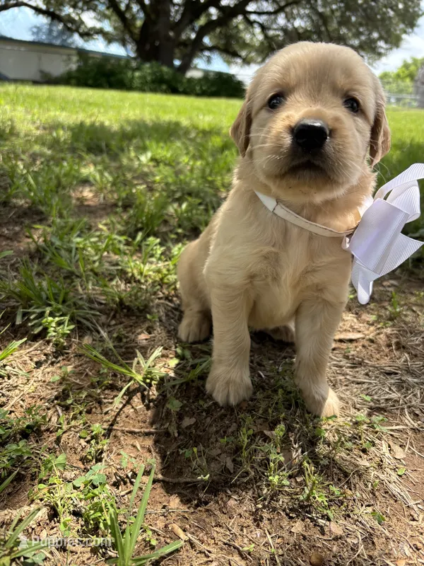 White collar golden retriever  – Golden Retriever puppy for sale in Dime Box, TX