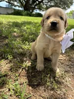 White collar golden retriever , a female Golden Retriever for sale in Dime Box, TX – 1 of 2