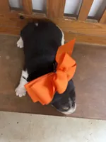 Shasta’s orange collar female , a female Beagle for sale in Dime Box, TX – 2 of 3