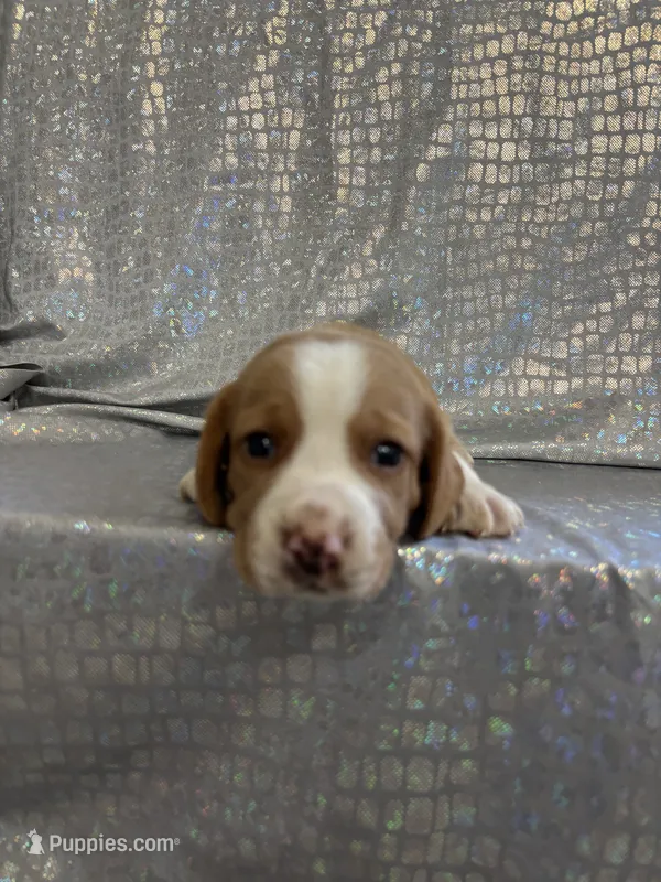Dixie’s lemon male silver collar – Beagle puppy for sale in Dime Box, TX