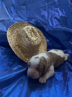 AKC Champ 4, a male Cavalier King Charles Spaniel for sale in Dime Box, TX – Photo 1 of 3