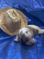 AKC Champ 4, a male Cavalier King Charles Spaniel for sale in Dime Box, TX – Photo 2 of 3