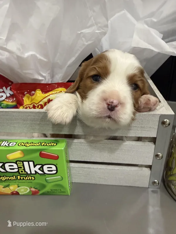 AKC Champ 4 – Cavalier King Charles Spaniel puppy for sale in Dime Box, TX