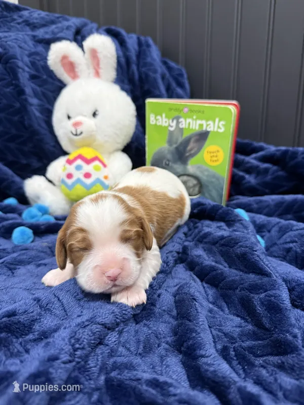 AKC Champ 4 – Cavalier King Charles Spaniel puppy for sale in Dime Box, TX