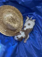 AKC Champ 4, a male Cavalier King Charles Spaniel for sale in Dime Box, TX – Photo 3 of 3