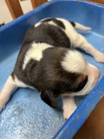Dixie’s tricolor male , a male Beagle for sale in Dime Box, TX – 2 of 2