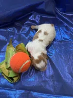 AKC Champ 2, a male Cavalier King Charles Spaniel for sale in Dime Box, TX – Photo 3 of 3