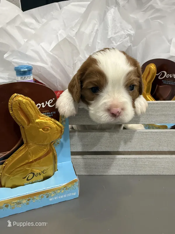 AKC Champ 2 – Cavalier King Charles Spaniel puppy for sale in Dime Box, TX
