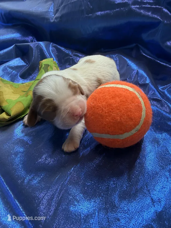 AKC Champ 2 – Cavalier King Charles Spaniel puppy for sale in Dime Box, TX