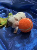 AKC Champ 2, a male Cavalier King Charles Spaniel for sale in Dime Box, TX – Photo 1 of 3