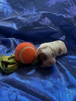 AKC Champ 2, a male Cavalier King Charles Spaniel for sale in Dime Box, TX – Photo 2 of 3