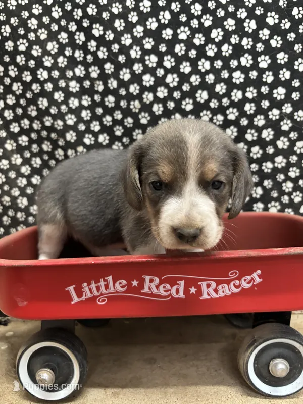 Blue male beagle 1 – Beagle puppy for sale in Dime Box, TX