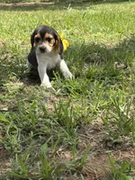Maci’s yellow collar , a female Beagle for sale in Dime Box, TX – 2 of 2