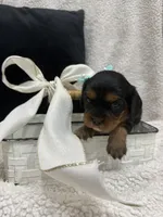 AKC Champ 3, a female Cavalier King Charles Spaniel for sale in Dime Box, TX – 1 of 2