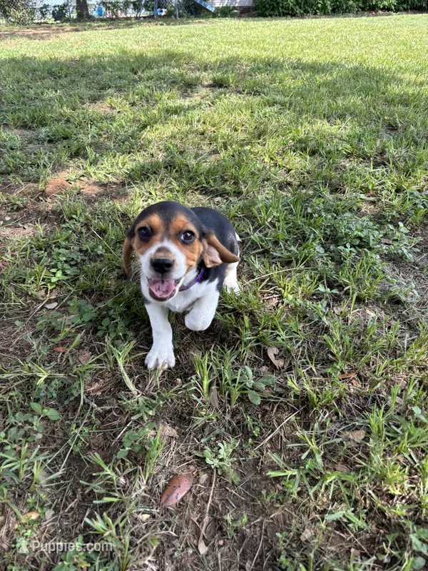 Maci’s purple collar  – Beagle puppy for sale in Dime Box, TX