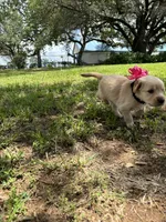 Pink collar golden retriever , a female Golden Retriever for sale in Dime Box, TX – 2 of 2