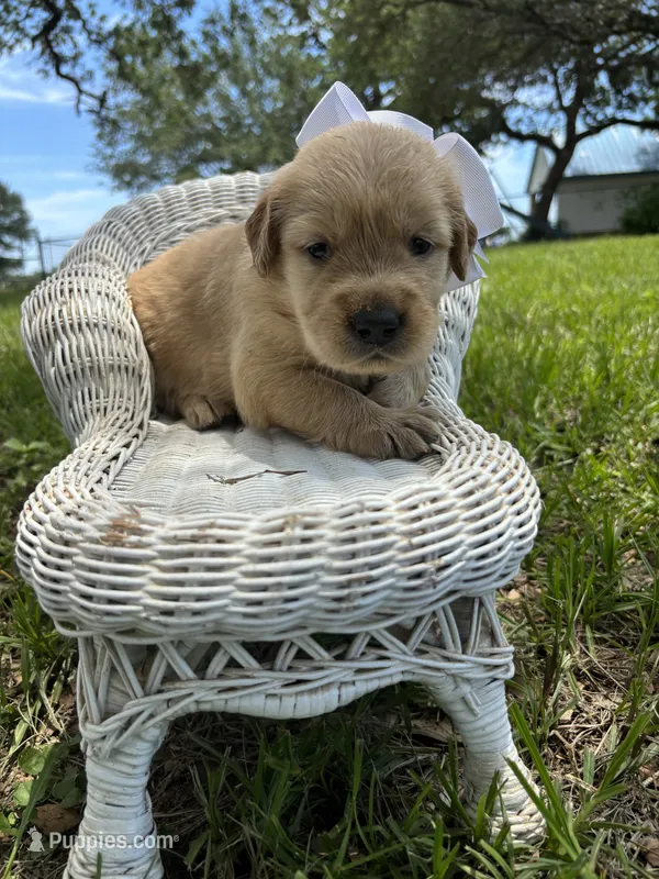 White collar golden female  – Golden Retriever puppy for sale in Dime Box, TX