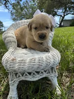 White collar golden female , a female Golden Retriever for sale in Dime Box, TX – 1 of 2