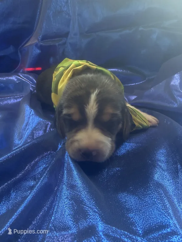 Ella’s Tricolor Male 2 – Beagle puppy for sale in Dime Box, TX