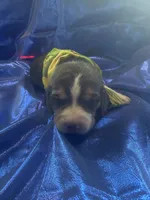 Ella’s Tricolor Male 2, a male Beagle for sale in Dime Box, TX – 1 of 2