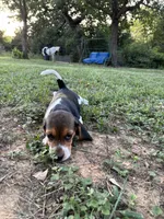 Maci’s tricolor female , a female Beagle for sale in Dime Box, TX – 2 of 4
