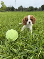 AKC Champ 1, a male Cavalier King Charles Spaniel for sale in Dime Box, TX – 2 of 6