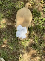 White collar golden retriever , a female Golden Retriever for sale in Dime Box, TX – 2 of 2