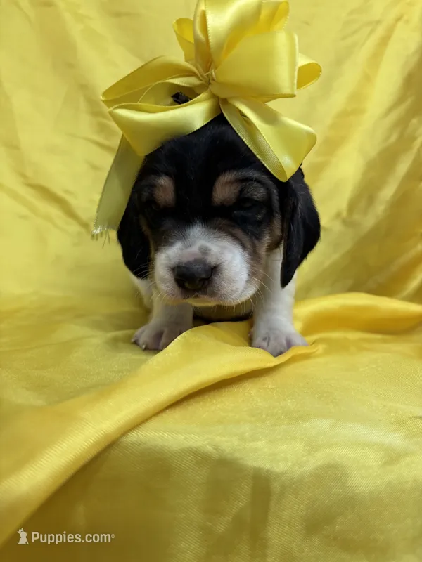 Maci’s yellow collar female  – Beagle puppy for sale in Dime Box, TX
