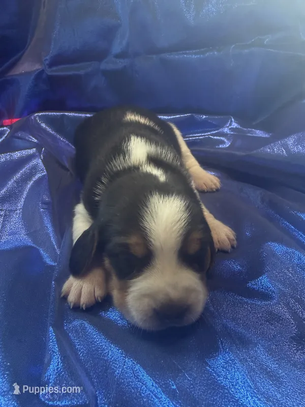 Ella’s Tricolor Male 1 – Beagle puppy for sale in Dime Box, TX