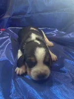 Ella’s Tricolor Male 1, a male Beagle for sale in Dime Box, TX – 1 of 2