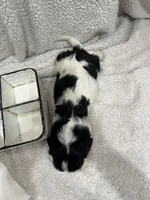 AKC Champ 1, a male Cavalier King Charles Spaniel for sale in Dime Box, TX – 4 of 4