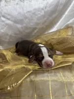Dixie’s gold collar female , a female Beagle for sale in Dime Box, TX – Photo 1 of 2