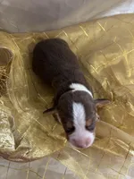 Dixie’s gold collar female , a female Beagle for sale in Dime Box, TX – Photo 2 of 2
