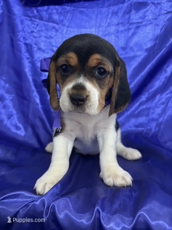 Maci’s purple collar female  – Beagle puppy for sale in Dime Box, TX