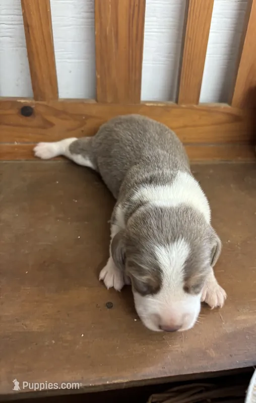 Blue male beagle #2 – Beagle puppy for sale in Dime Box, TX