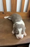 Blue male beagle #2, a male Beagle for sale in Dime Box, TX – 1 of 2