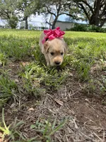 Pink collar golden retriever , a female Golden Retriever for sale in Dime Box, TX – 1 of 2