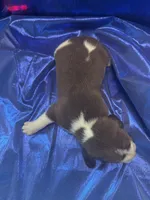Ella’s Red and White Male, a male Beagle for sale in Dime Box, TX – 2 of 2