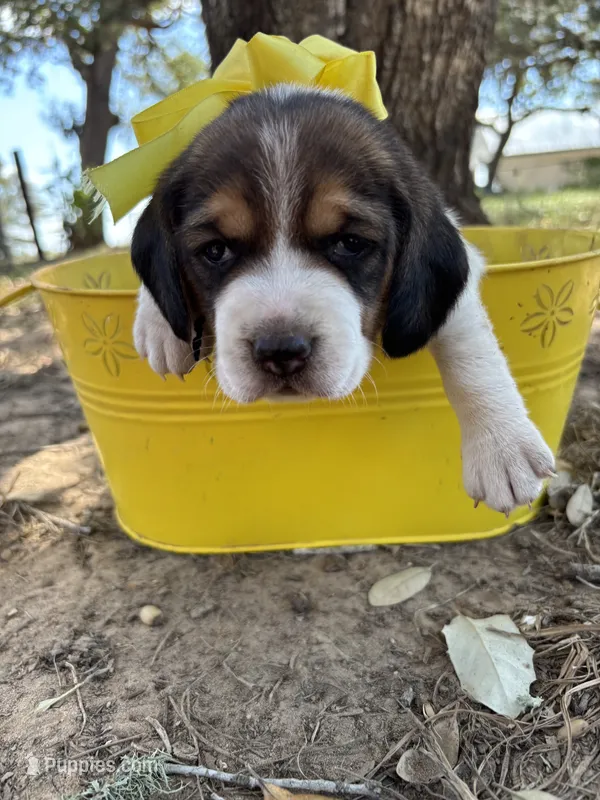 River’s yellow collar female  – Beagle puppy for sale in Dime Box, TX