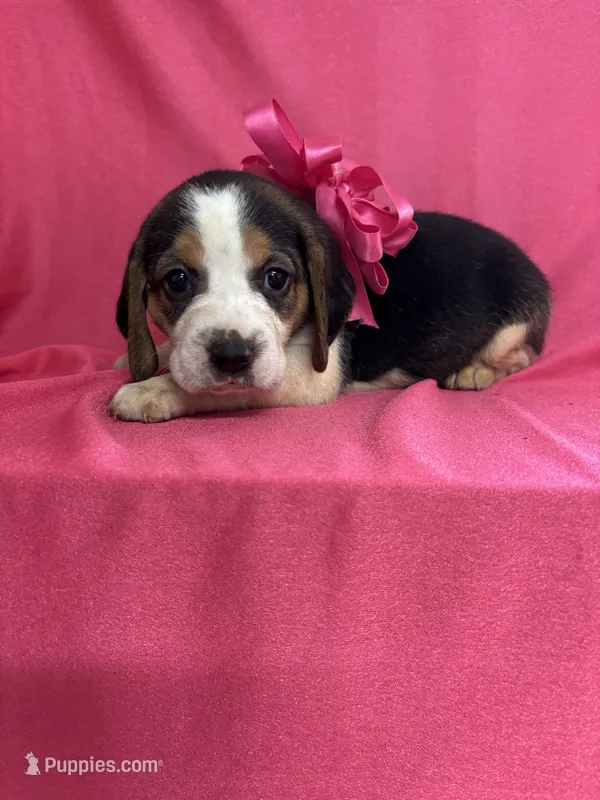 Maci’s pink collar female  – Beagle puppy for sale in Dime Box, TX