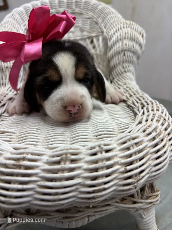 River’s pink bow female  – Beagle puppy for sale in Dime Box, TX