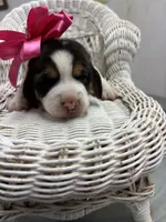 River’s pink bow female , a female Beagle for sale in Dime Box, TX – 1 of 2