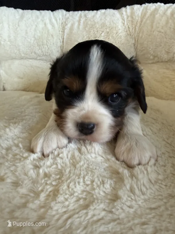AKC Champ 1 – Cavalier King Charles Spaniel puppy for sale in Dime Box, TX