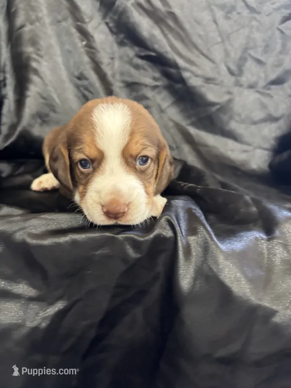 Dixie’s red male black collar  – Beagle puppy for sale in Dime Box, TX