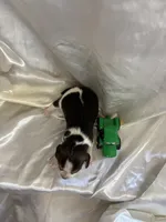 Loretta’s tricolor male with tractors , a male Beagle for sale in Dime Box, TX – 2 of 2