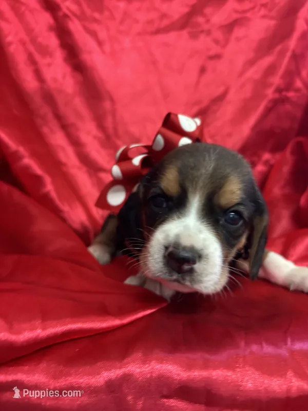 Dixie’s red collar female  – Beagle puppy for sale in Dime Box, TX