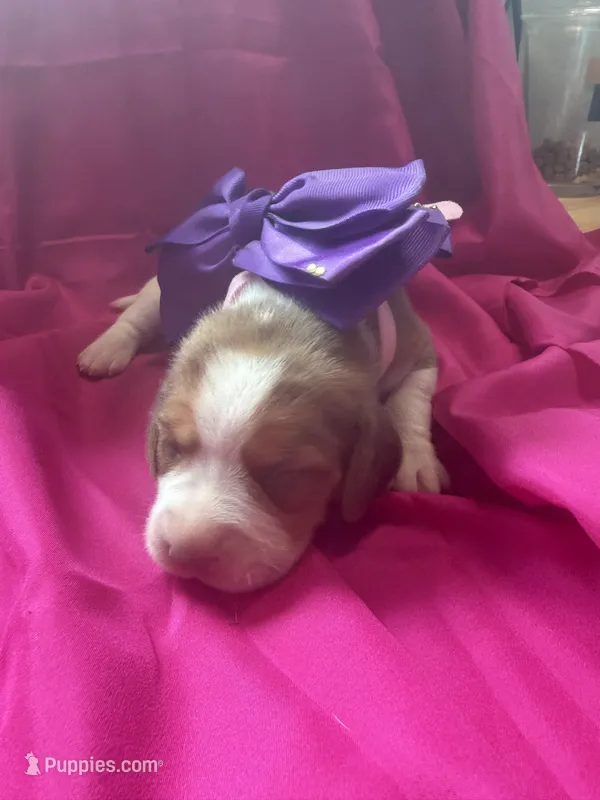 Ella’s Female 2 – Beagle puppy for sale in Dime Box, TX