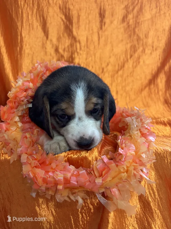 Maci’s orange collar female  – Beagle puppy for sale in Dime Box, TX