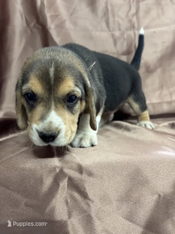 Loretta’s brown collar tri male – Beagle puppy for sale in Dime Box, TX